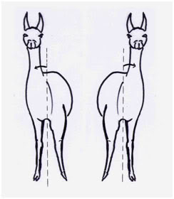 A broad chested llama with a base-wide stance
