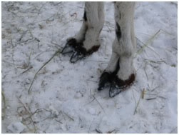 Small dainty feet do not provide an adequate base of support for this pack gelding on                  boggy ground. He sinks when he is packed.