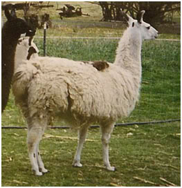 Llama with steep shoulders