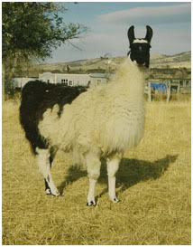 Short neck llamas