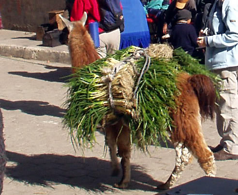 Packlamas in Ecuador, copyright Anita Selig-Smith 