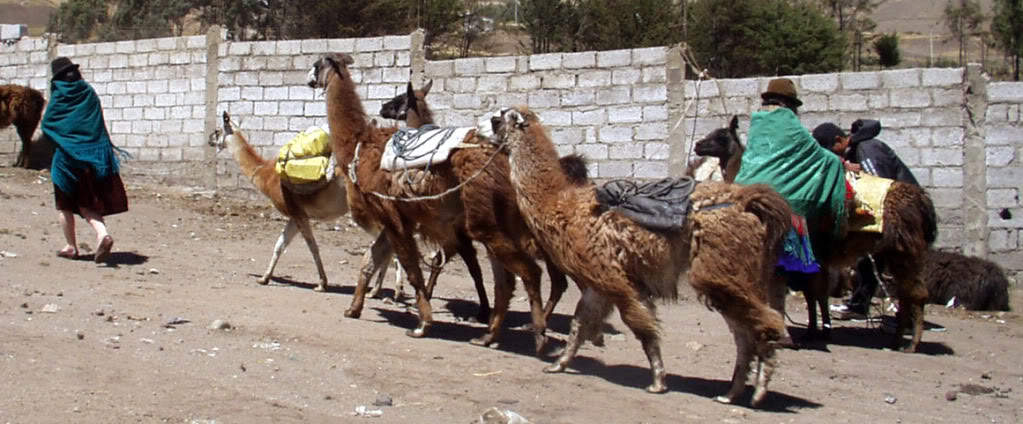 Packlamas in Ecuador, copyright Anita Selig-Smith 